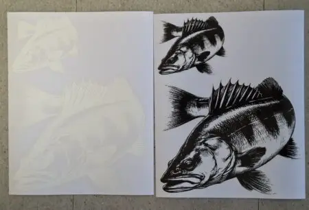 Zander Aufkleber – Wetterfester Raubfisch‑Sticker | Perfekt für Auto, Boot & Tacklebox