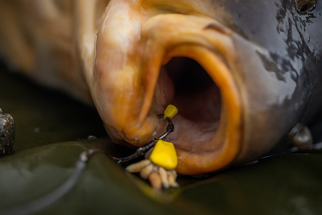 CORN MAGGOT CLIP SINGLE