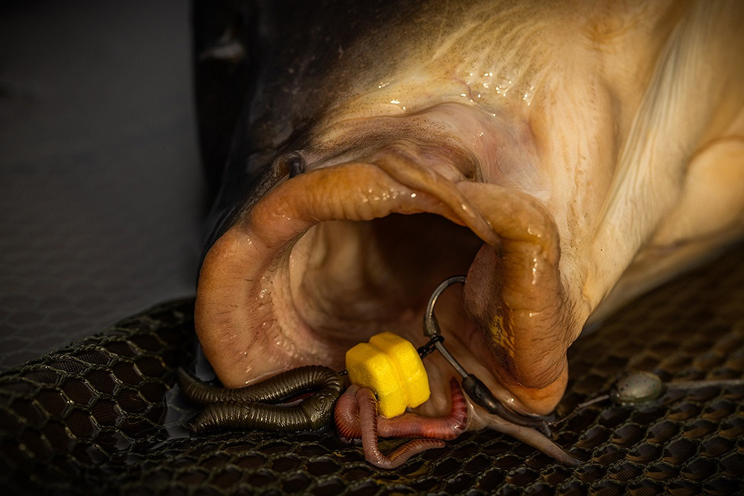 CORN MAGGOT CLIP DOUBLE